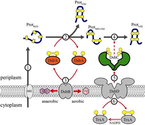 Periplasmic Disulfide Bond Formation A Substrate Protein Which