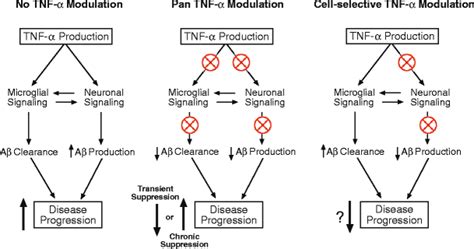 Tumor Necrosis Factor Alpha And The Roles It Plays In Homeostatic And Degenerative Processes