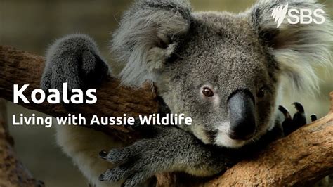 Koalas Living With Aussie Wildlife Learn English Youtube