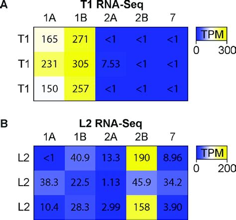 L2 Neurons Express 5 Ht2b And T1 Neurons Express Both 5 Ht1a And 5 Ht1b