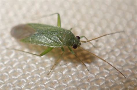 Réf 311279 INSECTA Heteroptera Miridae Orthotylus sp