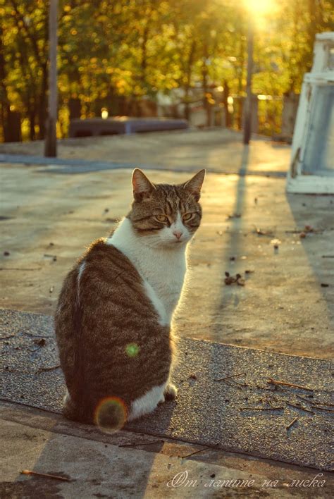 От лапите на Лиска: Капризната котка