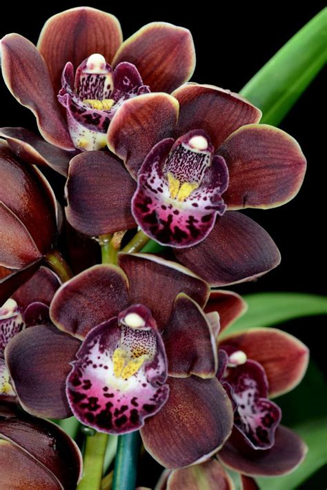 Cymbidium Mini Wonder Chocolate Cymbidium Orchids Care Cymbidium