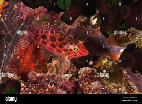 Pixy Hawkfish In Maldives Indian Ocean Stock Photo Alamy