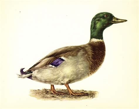 Antique Mallard Duck Print Vintage Bird Art Print Hunting Etsy