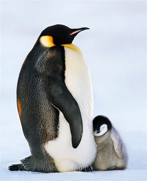 Penguins | Baby penguins, Penguins, Emperor penguin chick
