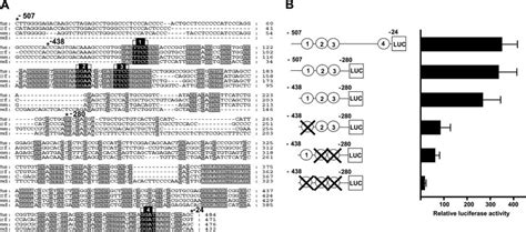 Conserved Ets Transcription Factor Binding Sites Are Required For