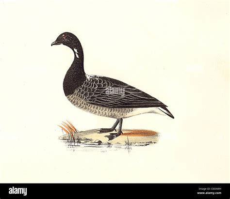 The Brant Or Brent Goose Anser Bernicla Branta Bernicla Vintage Bird