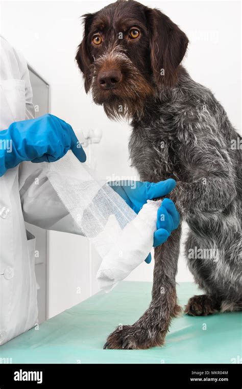 Pata vendaje veterinaria fotografías e imágenes de alta resolución Alamy