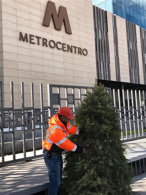 No Los Quemes Recibir N Pinos Naturales De Navidad En Hermosillo