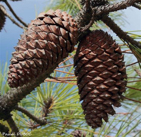 Pin Maritime Pinus Pinaster Idées De Décoration Intérieure Photos