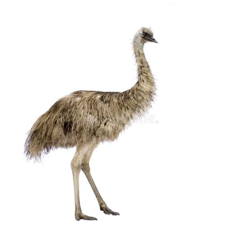 Female emu stock image. Image of wildlife, wilderness - 2780951