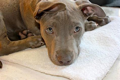 70+ Silver Pitbull Puppies Stock Photos, Pictures & Royalty-Free Images ...