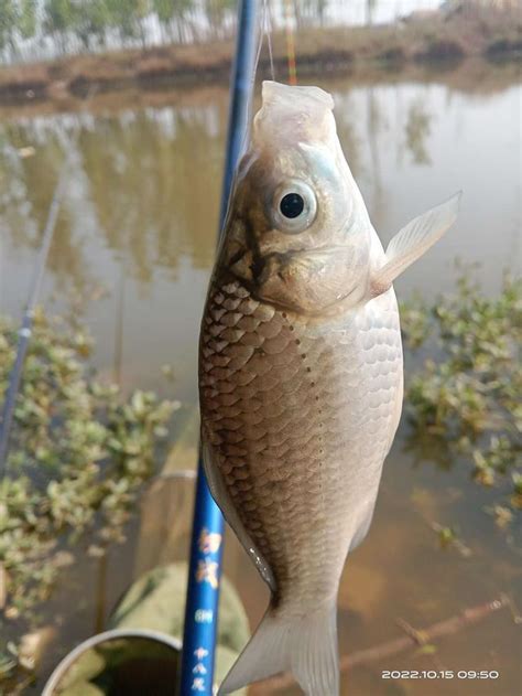 冬釣鯽魚的幾要素，掌握得當，也能爆護 每日頭條