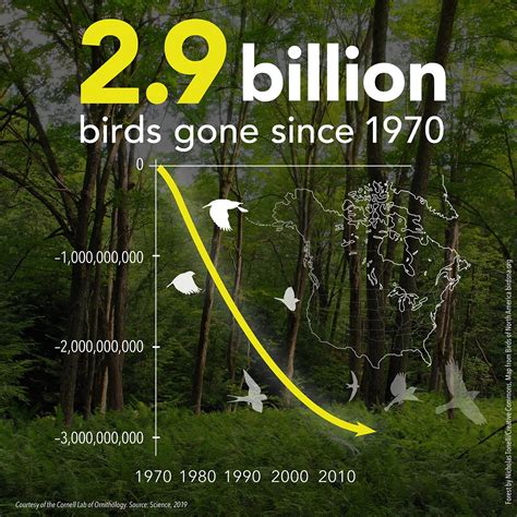 Nearly Billion Birds Gone Birds Cornell Lab Of Ornithology Birds