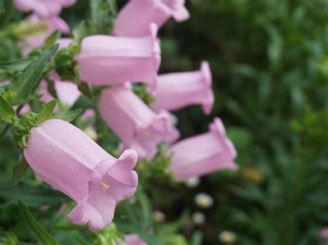 カンパニュラの花言葉とは？誠実さを表す釣鐘型の愛らしい花 花と花言葉