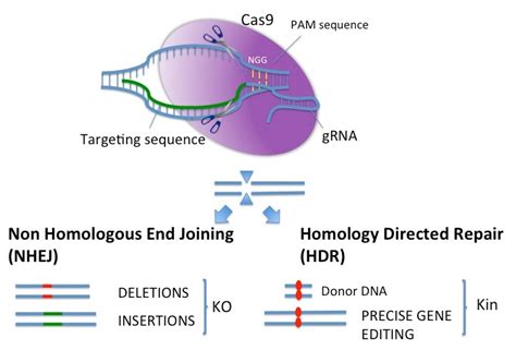 Crispr Cas9 Knock In