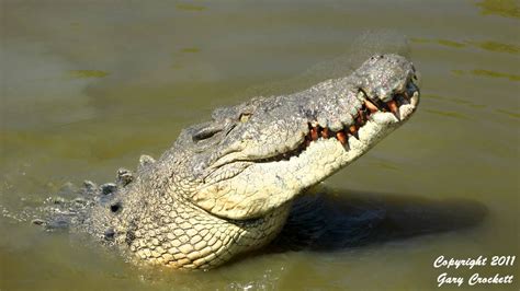 Australian Saltwater Crocodile Crocodile Images Kakadu National Park