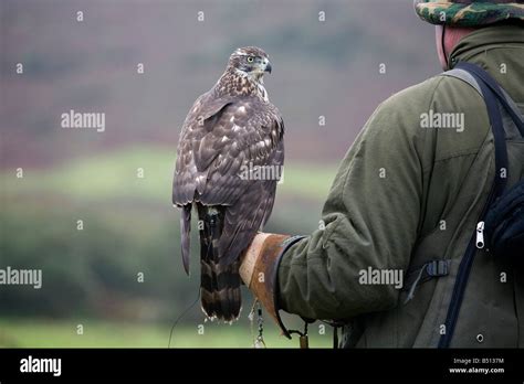 goshawk Accipiter gentilis female juvenile Stock Photo - Alamy