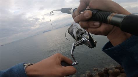 Unexpected Catch Shore Jigging Amberjack Rare Fish To Catch Inshore