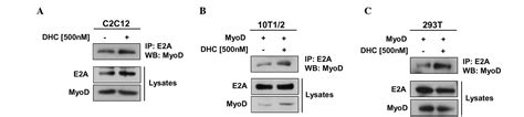 Dehydrocorydaline Promotes Myogenic Differentiation Via P38 MAPK Activation