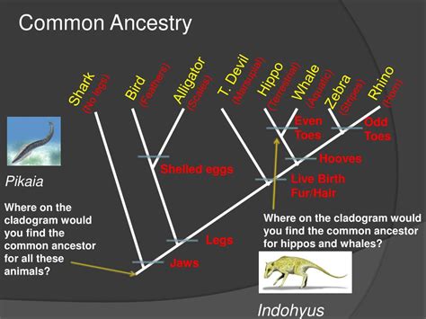 Ppt Cladistics Is Classification Based On Common Ancestry Powerpoint