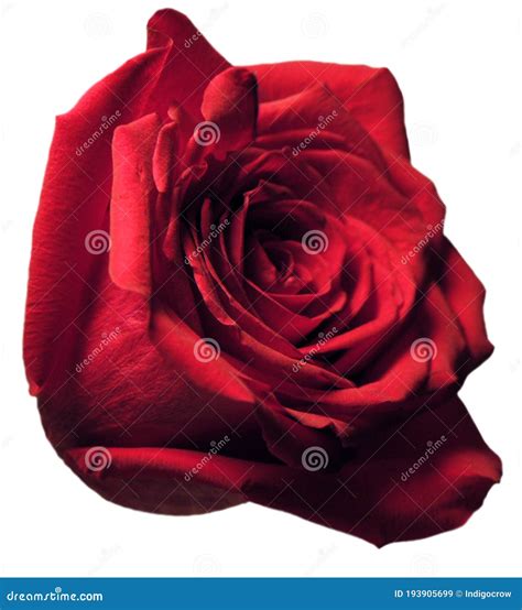 Translucent Beautiful Single Red Rose