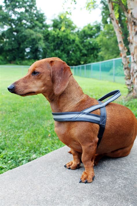 Therapy Dog Harness Ammo The Dachshund