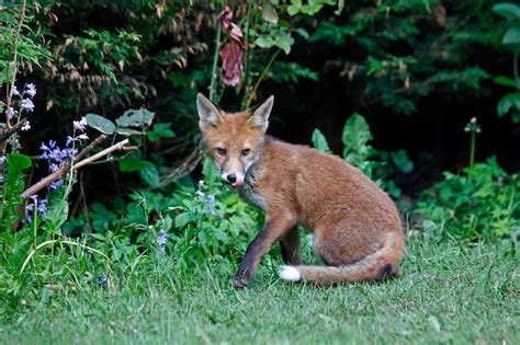 Premium Photo | Urban fox cubs in the garden