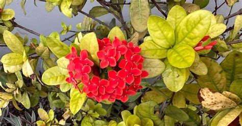Sick Of Yellow Leaves Heres How To Fix Plant Chlorosis