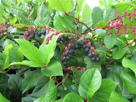 Salal Elise Krohn Wild Foods And Medicines Salal Edible Wild