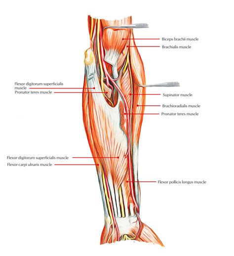 Muscles Of The Anterior Or Front Of The Forearm Earths Lab