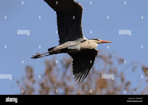 Flying Grey Heron Stock Photo - Alamy