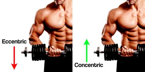 Is Concentric or Eccentric Contraction Better for Bigger Muscles ...