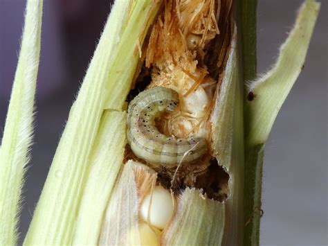 Flickriver Photoset Corn Earworm By Plant Pests And Diseases