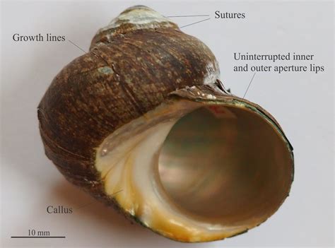 Gastropod Shell Morphology For Sedimentologists Geological Digressions