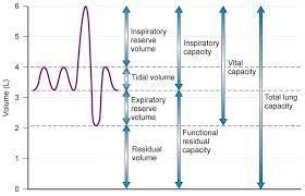 BS Pulmonology Alveolar Ventilation Flashcards Quizlet