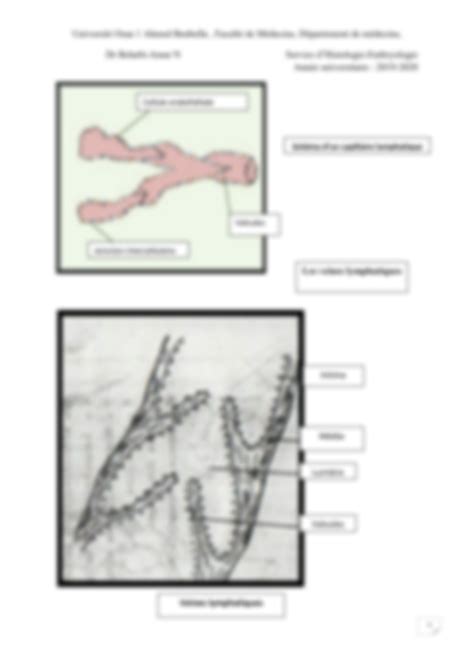 Solution Histologie Des Vaisseaux Lymphatiques Studypool