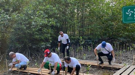 Rayakan Hut Ke Icdx Group Tanam Ribu Pohon Mangrove Di Bangka