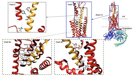 PDB-101: Diabetes Mellitus: Diabetes Mellitus: undefined: GIP Receptor