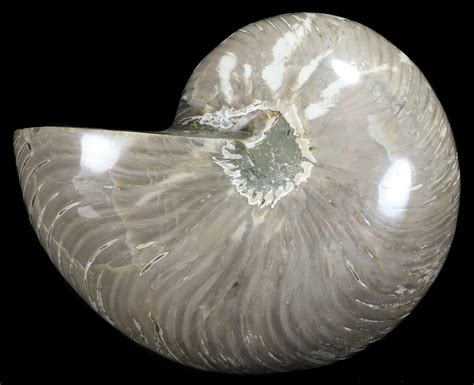 6.8" Polished Nautilus Fossil - Huge Specimen! (#61341) For Sale - FossilEra.com