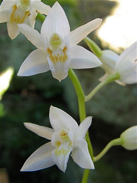 Coelogyne Flexuosa Orchids Wiki Fandom