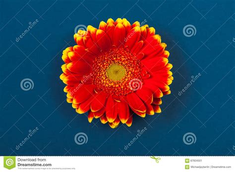 Bicolor Red Yellow Gerbera Daisy On Blue Background Stock Image