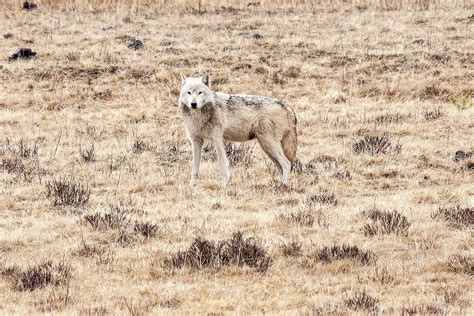 Wolf In Hayden Valley Photograph By Steve Stuller Fine Art America