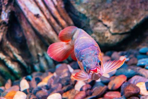 Red Arowana Dragon Fish Stock Photos Pictures And Royalty Free Images