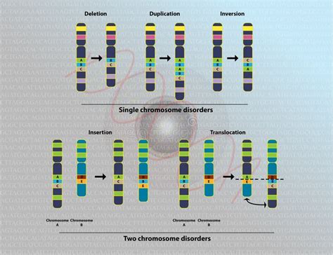 Mutation. Chromosome Abnormality Stock Vector - Illustration of inversion, science: 66484915