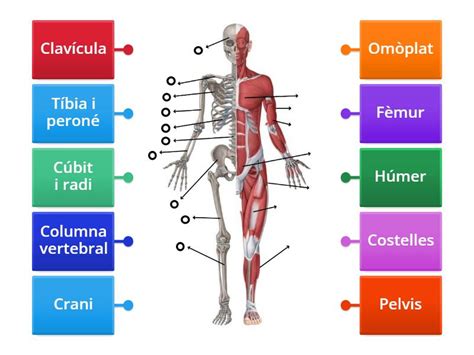 Aparell Locomotor Diagrama Con Etiquetas