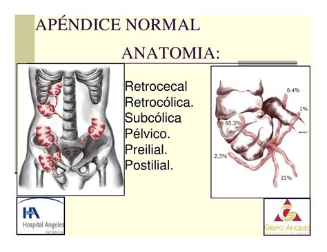 Para Que Serve A Apendice - 9