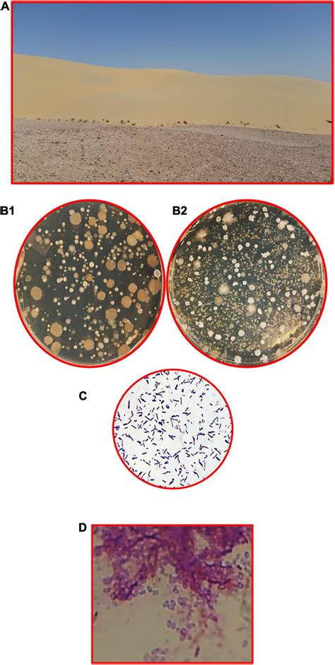 Frontiers Microbial Ecology Of Qatar The Arabian Gulf Possible