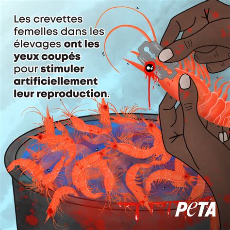 Voilà pourquoi vous ne devriez jamais manger de crevettes PETA France